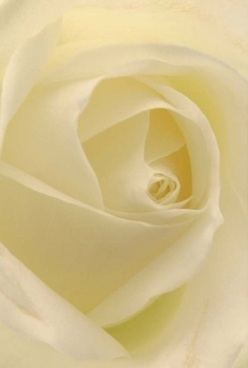 In this close-up composition, an ivory rose reveals its inner poetry-petals swirling in harmonious layers, touched by gentle Woolwich daylight filtering through historic shopfronts near Beresford Square. Each petal appears as a translucent veil, inviting touch with its velvety promise. Hues of soft cream and faint lemon are rendered with loving precision, while the diffused light caresses every contour, reflecting the warm, inclusive character of Woolwich's bustling community. The atmosphere is that of anticipation before celebration or the quiet reassurance of a supportive gesture, such as the comfort offered to a loved one during a thoughtful Woolwich delivery. The rose's elegant, timeless form-captured here in intricate detail-evokes a sense of peace and assurance, not unlike a gentle stroll along the riverside paths at Royal Arsenal. Imagine the lingering, delicate scent drifting in the local air, a testament to the expertise and heart of Woolwich florists. Whether presented for a cherished anniversary, a heartfelt farewell, or a milestone moment, this rose embodies grace, sincerity, and the tradition of caring, local hands preparing flowers for every emotional occasion across Southeast London.